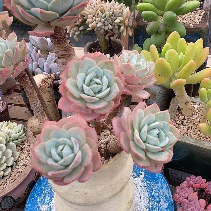 多肉植物肉肉植物