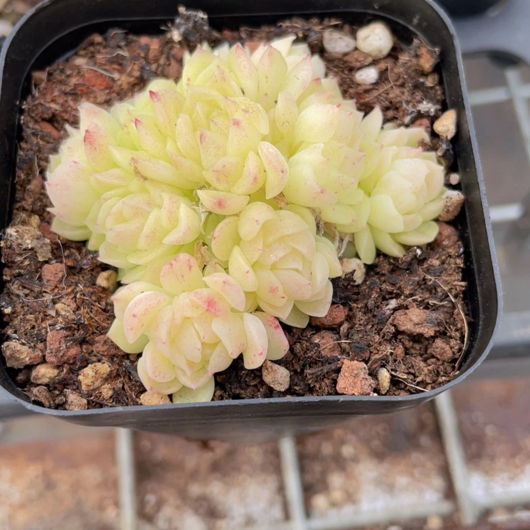 爱杜丽尔麦秆多肉9.9包邮发货