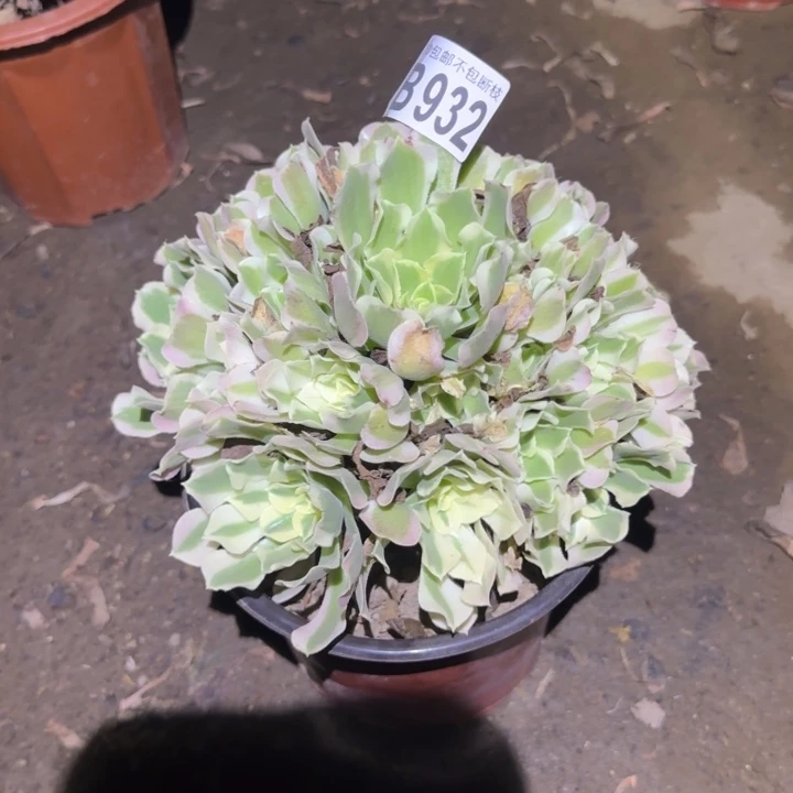 白凤……多肉植物的