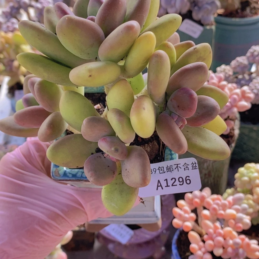 芒果奶树12cm1296多肉植物