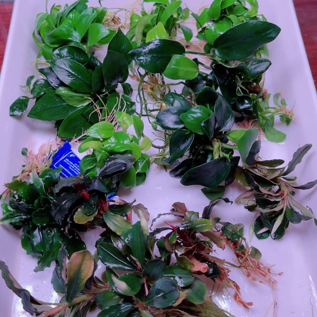 美小呆精品水草一份