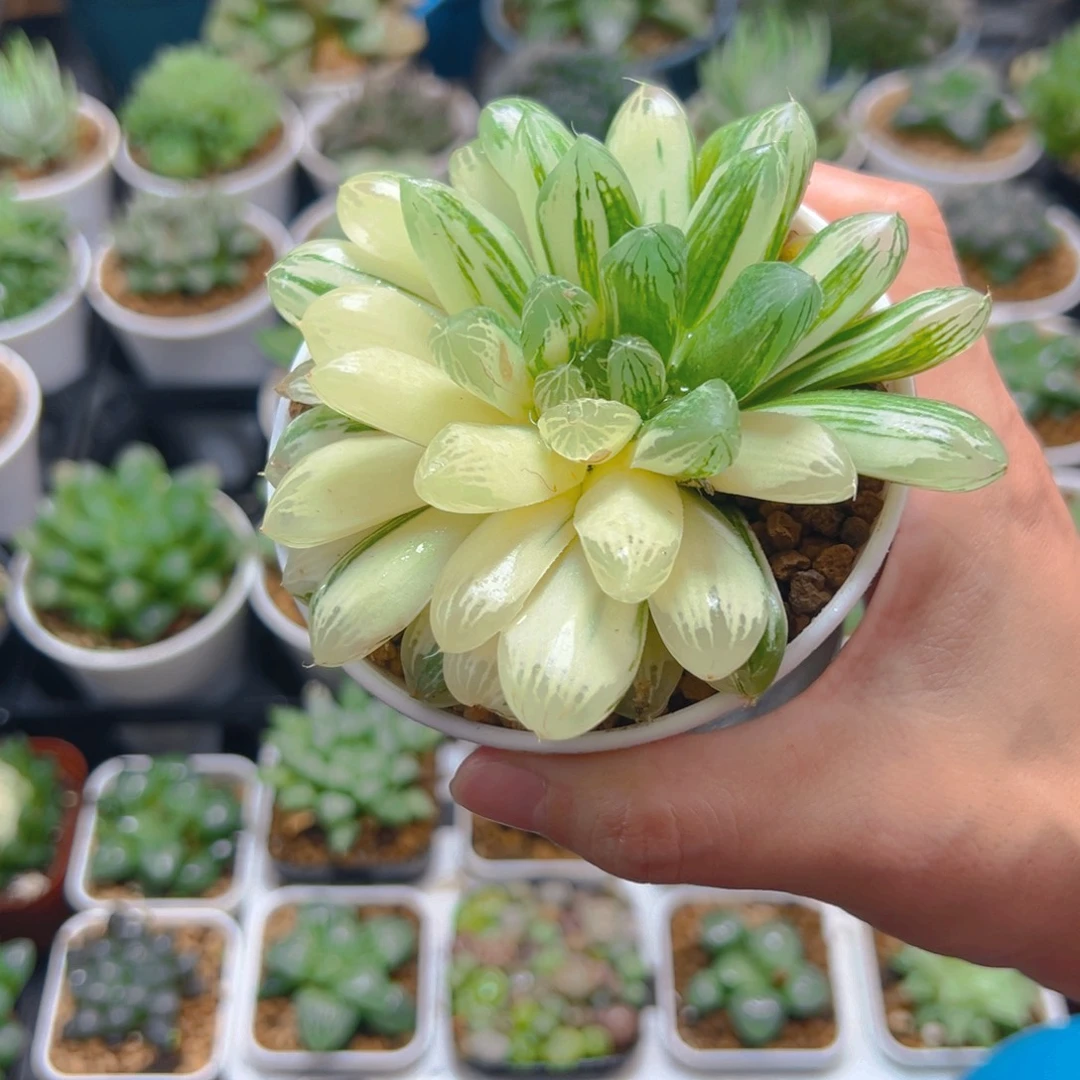万象盆苏州玉露锦