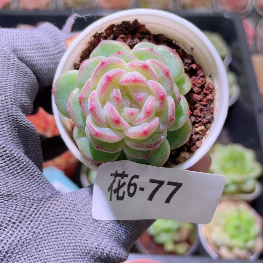 花利美 6-77新品珍妮