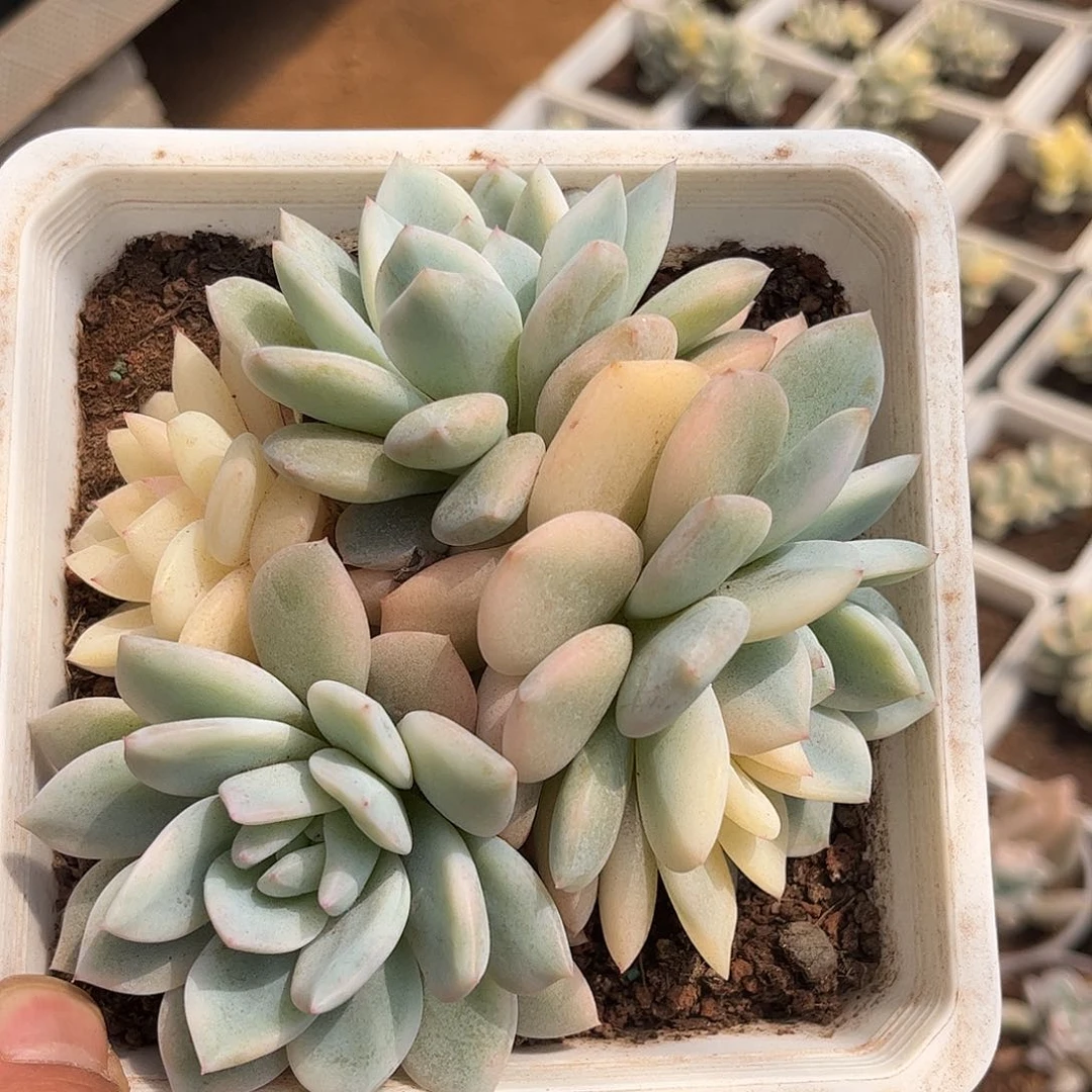 寄养链接的肉肉的