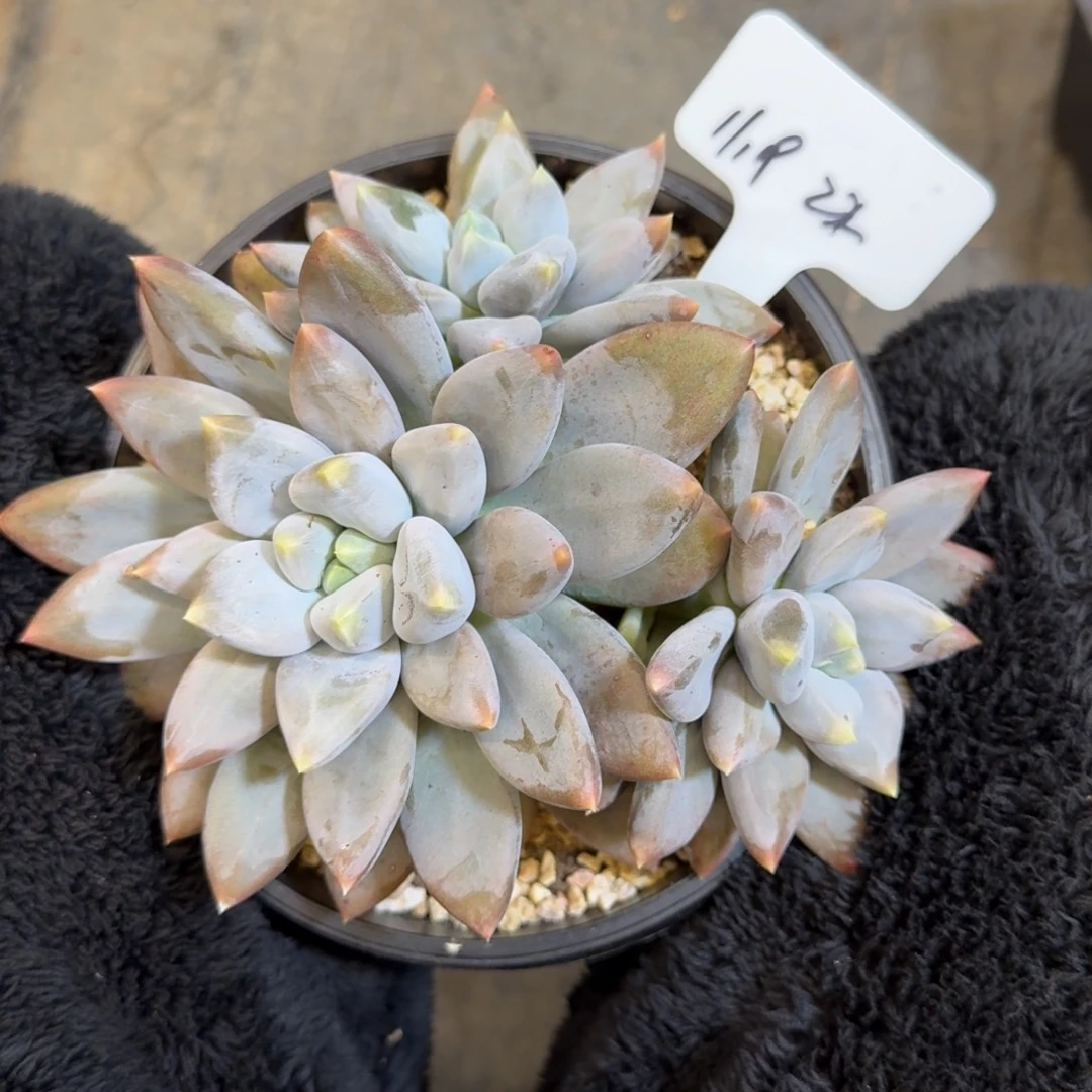 一物一拍超胖哥特22