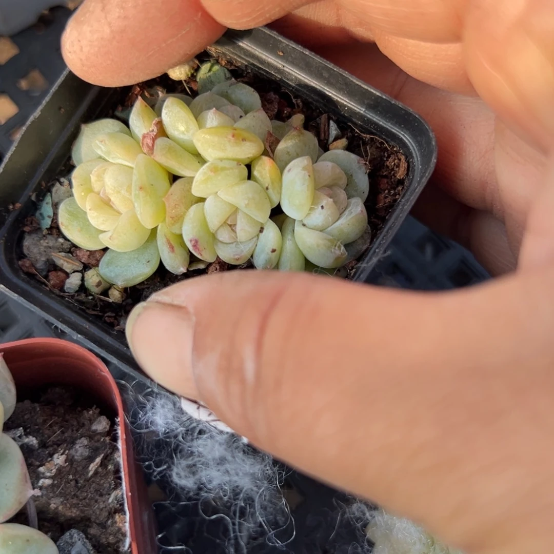 小卡拉米糖心一物一拍9-43