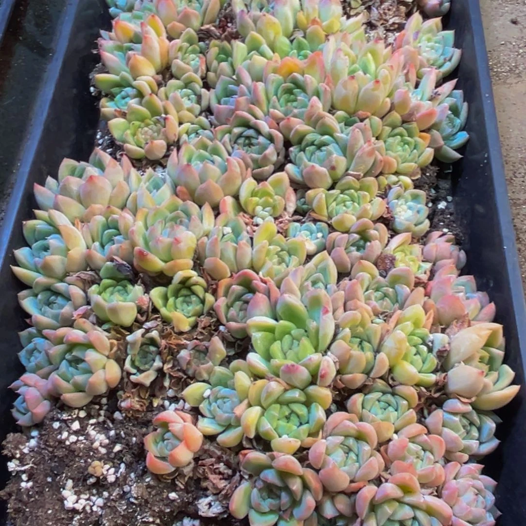 250脱土发货多肉植物和各种植物在这里