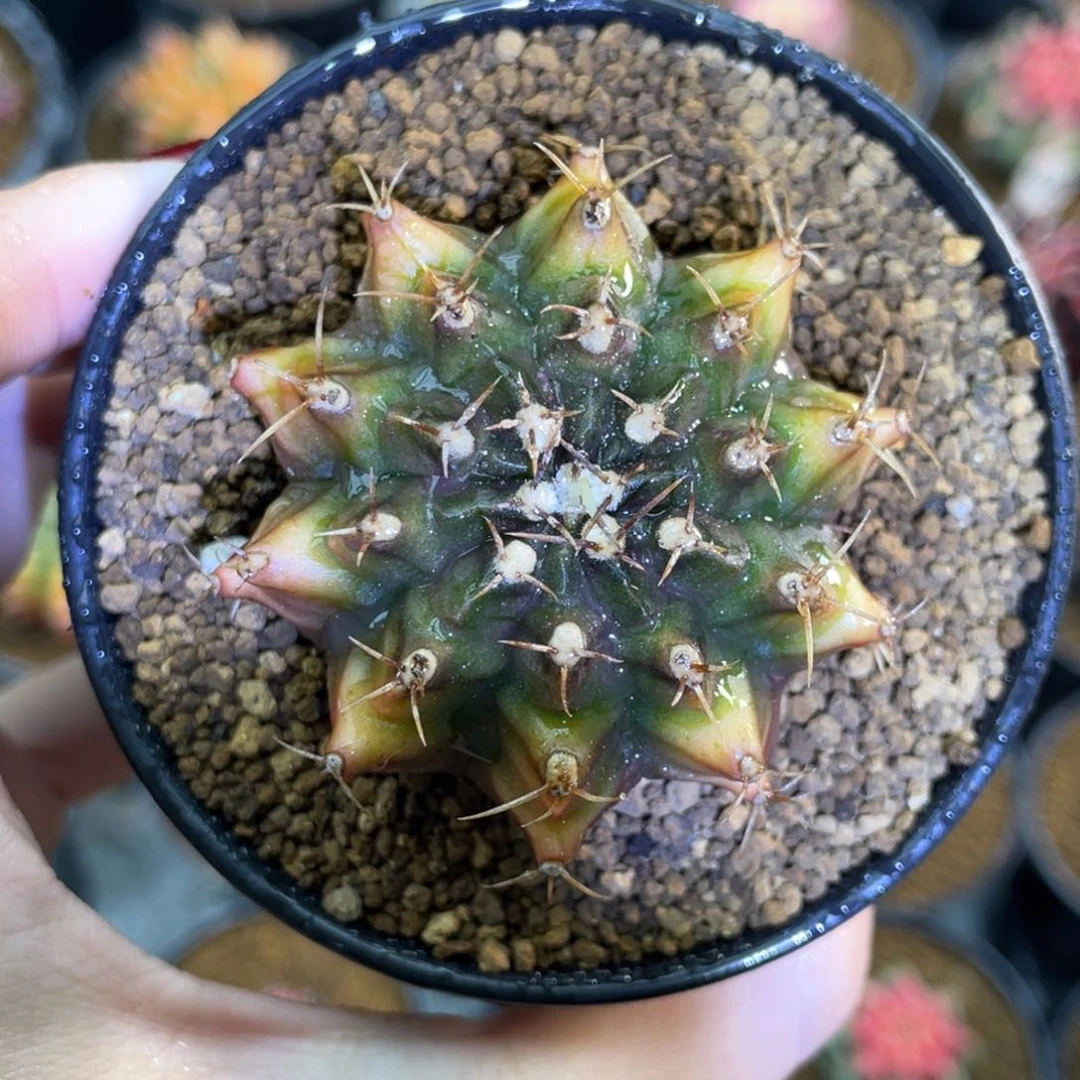 米哈星球80000006