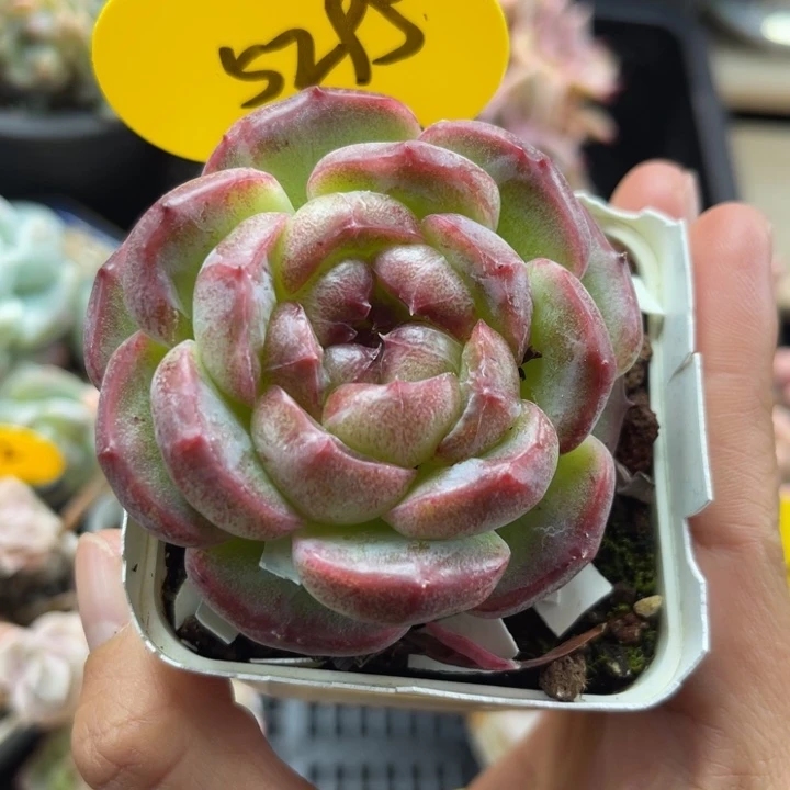 胖肥圆秃珍妮大单头5295