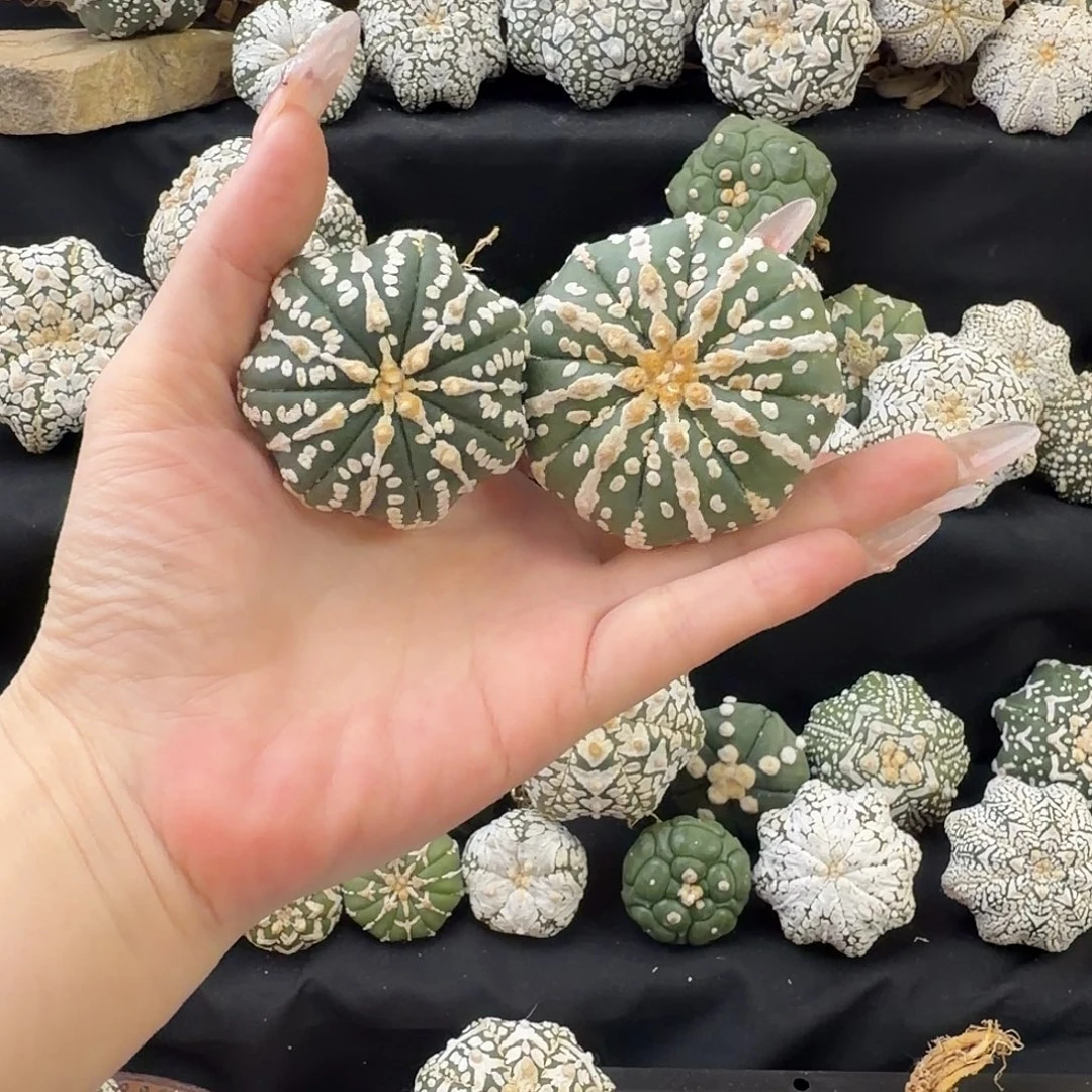 加***猫实生泰兜默认瑕疵新年特价