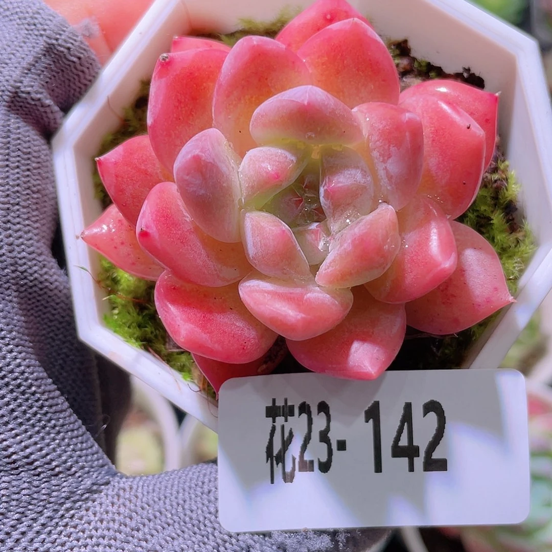 花利美23-142新品