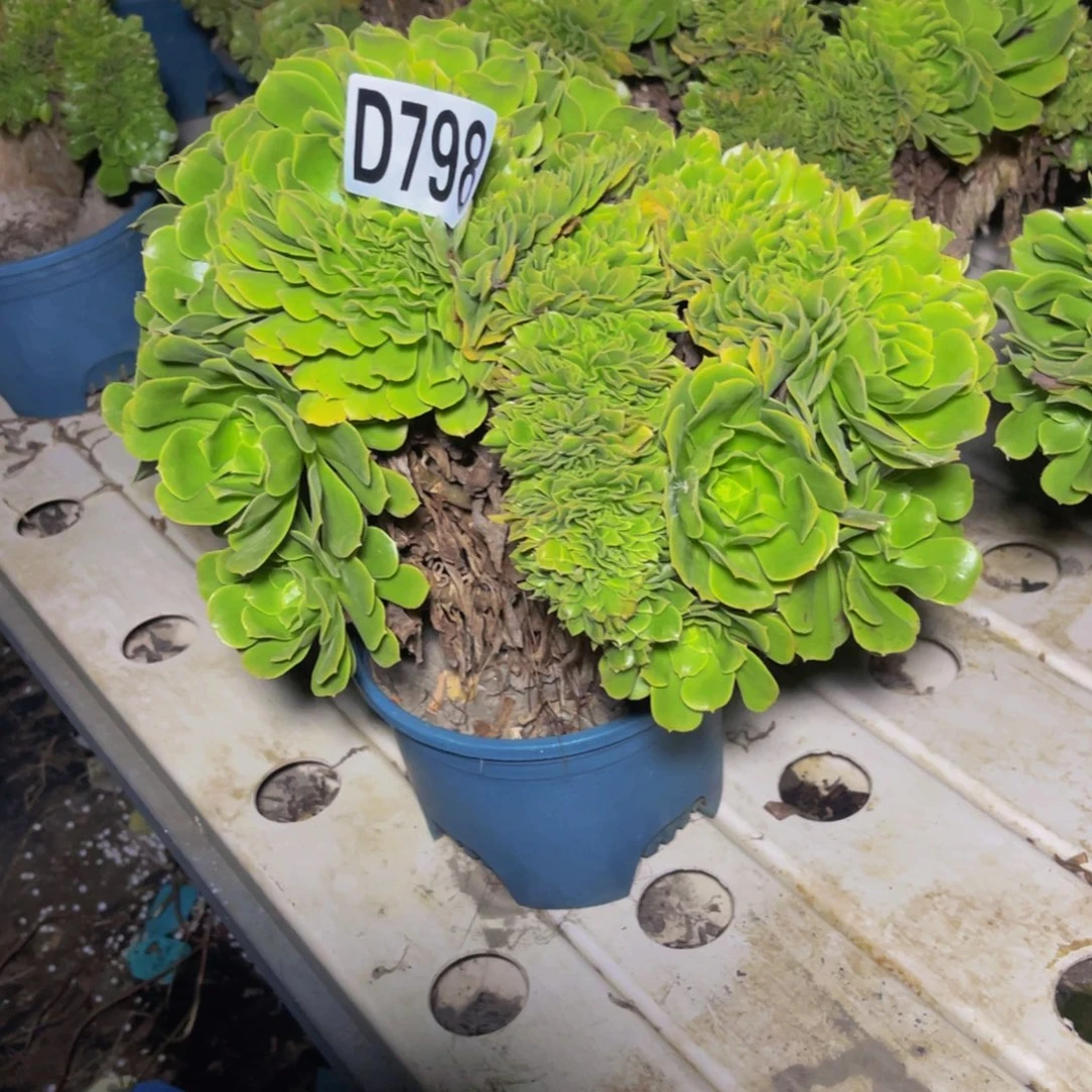 绿杨蓉法师7//////14包邮