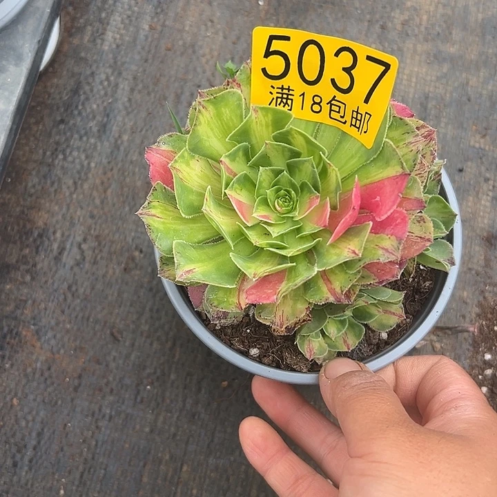 037 知否捧花多肉法师