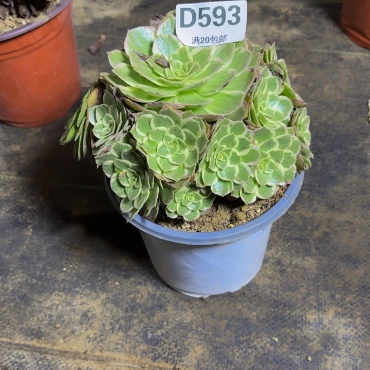 瑞妈多肉园艺593水蜜桃