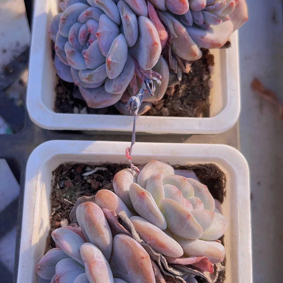 双头大星影拓土发货19包邮多肉可