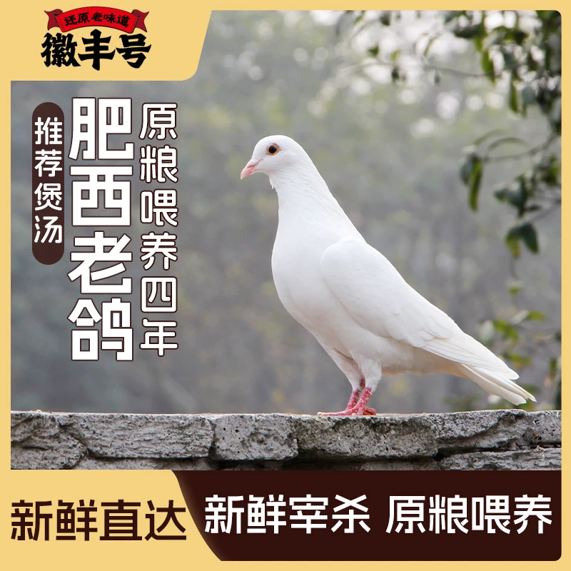 肥西土老鸽四年老鸽新鲜发货农场直供鲜嫩两只装