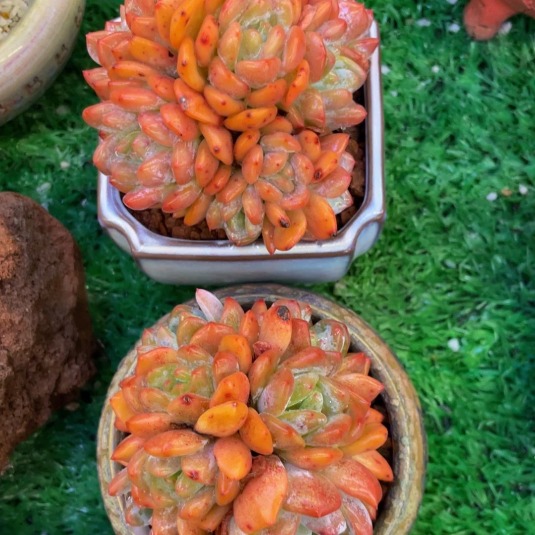 多肉植物盆栽多肉30