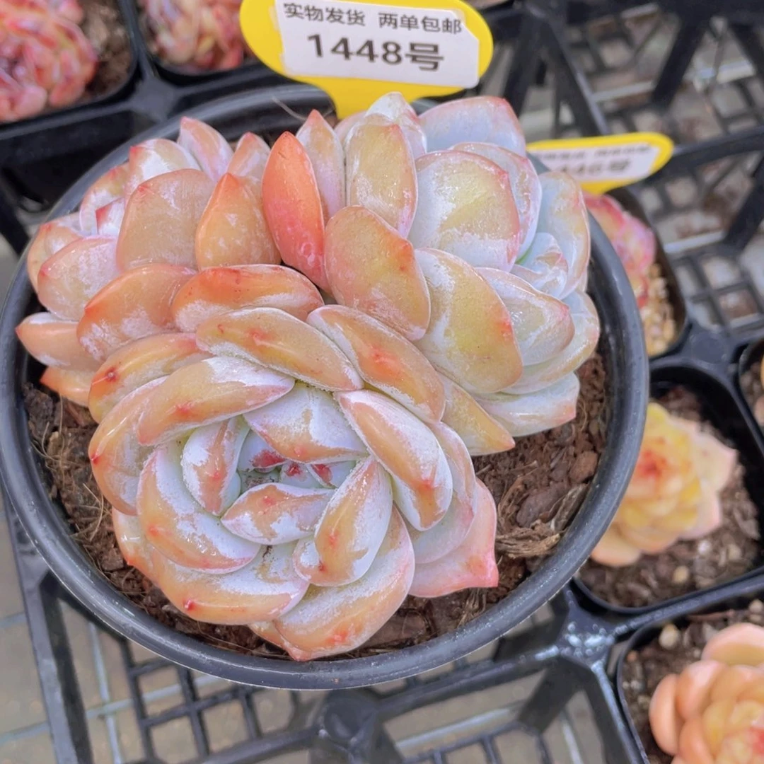 1448号 石榴籽星影母本大群