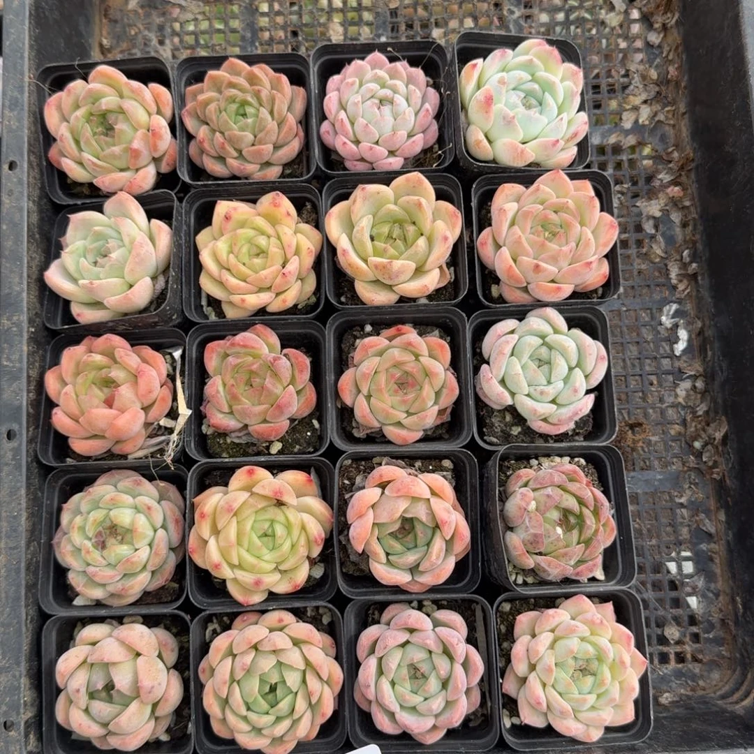 11-21左四珍妮二十颗量拍发货