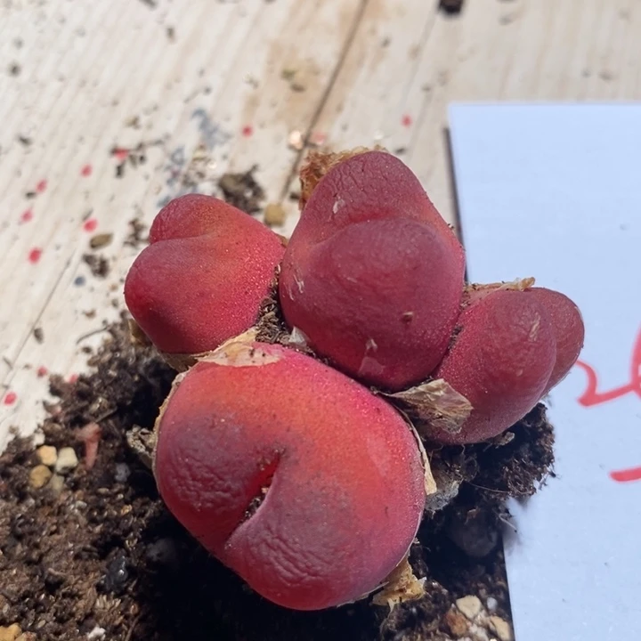 26323一个一个一个