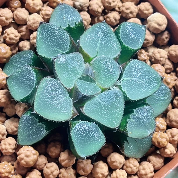 十二卷 小叶心型翠贝 阳台办公室 新手高端多肉植物