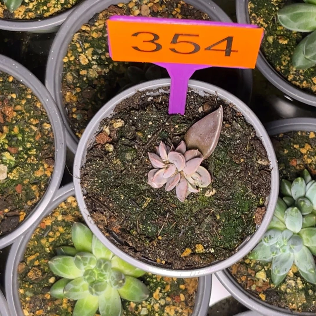 多肉植物战神群354
