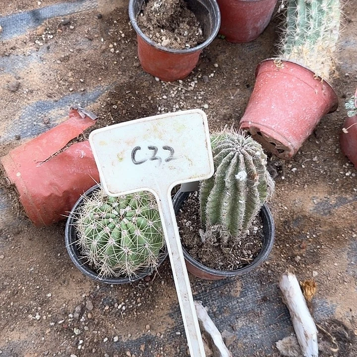 光***年Xlc32毛花柱瑕疵球20的