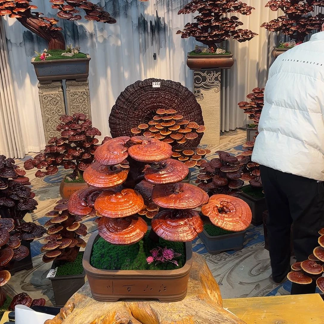 无花朵8888888888888