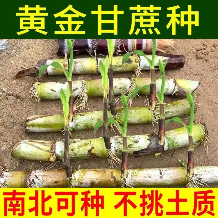 广西正宗黄金黄皮甘蔗种苗农家自种四季南北可种植懒人盆栽可薄皮