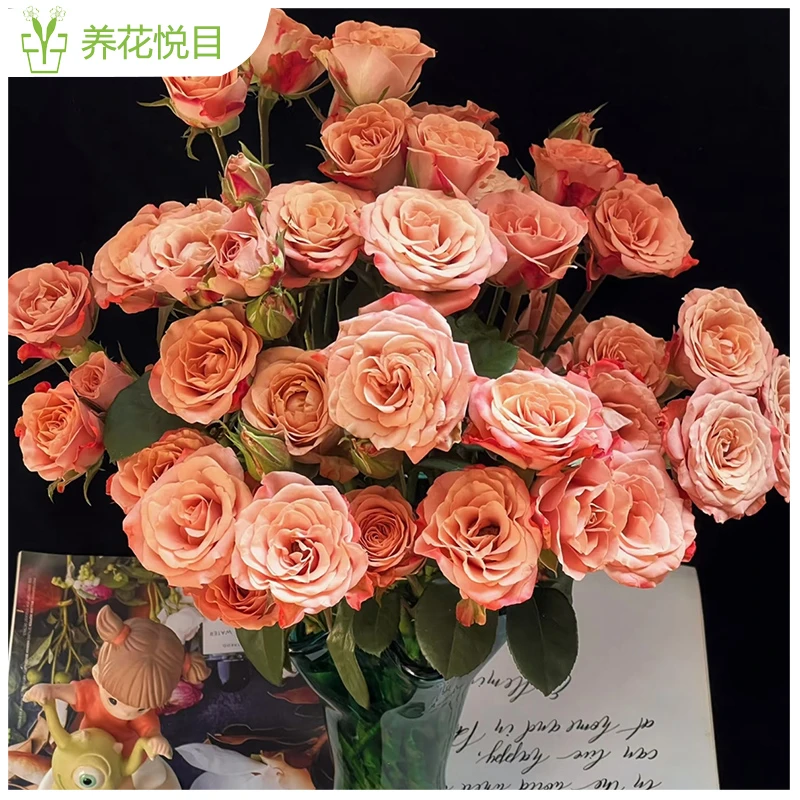 【多头卡布奇诺】一单发普通快递，两单发中通冷链，三单发顺丰冷链