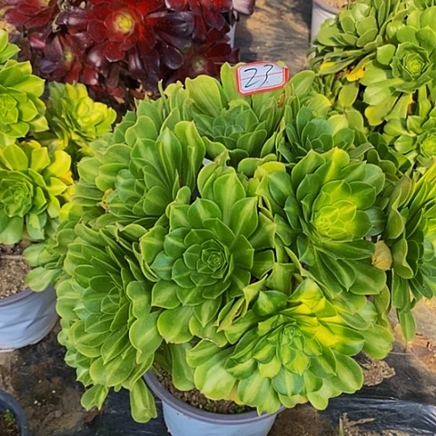 翡翠琉璃中斑老桩法师23链接