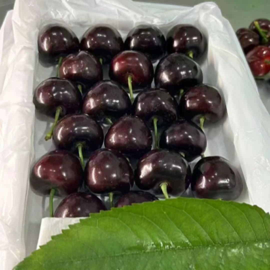 《果农自卖》俄罗斯8号大樱桃顺丰空运包邮自家果园现摘现发