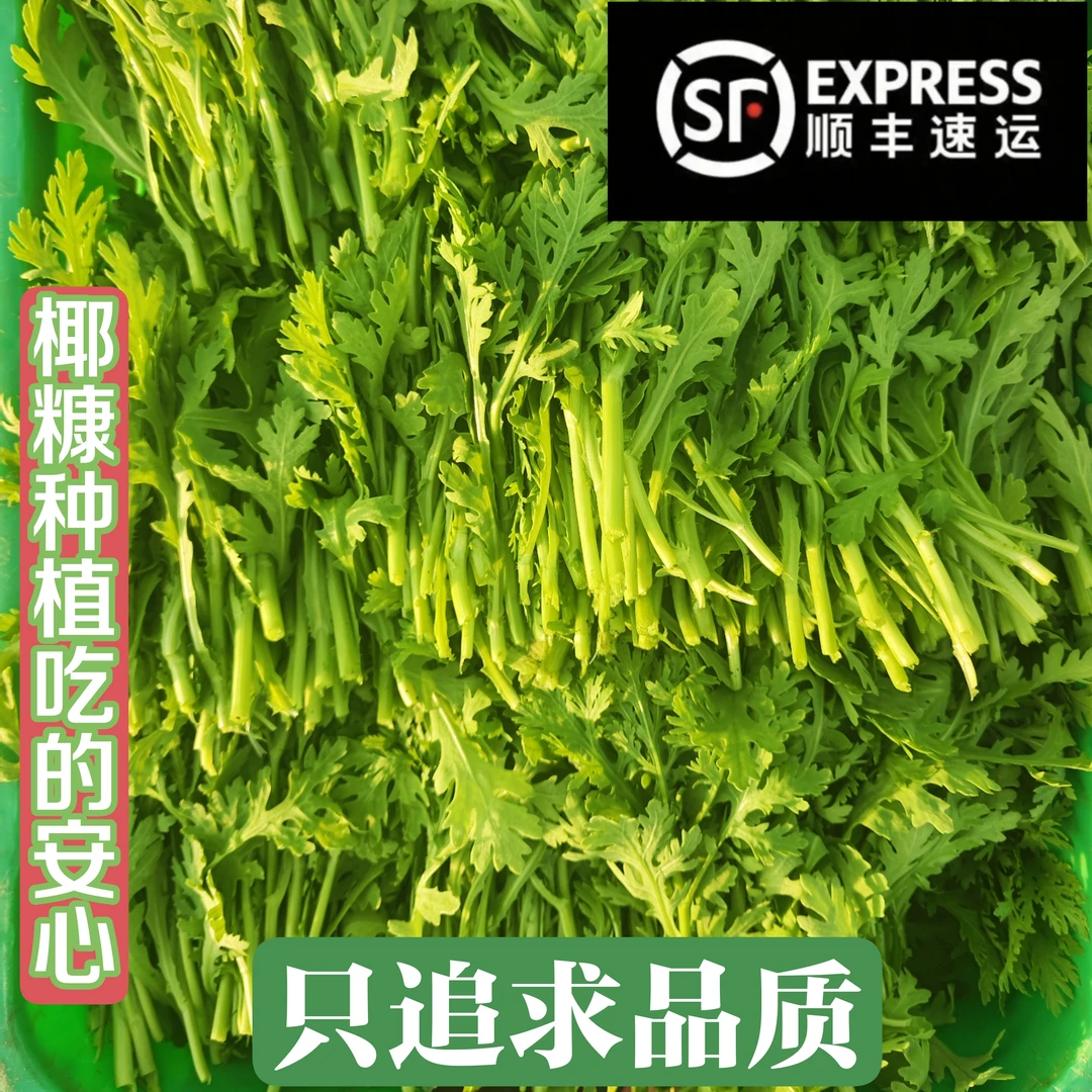 顺丰冷鲜贵州高海拔基地大叶茼蒿菜皇帝菜当季时令蔬菜火锅配菜