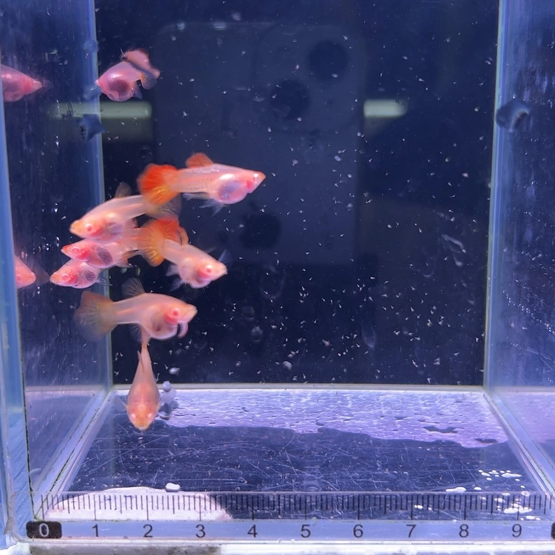 孔雀鱼红龙白子4对小鱼龄
