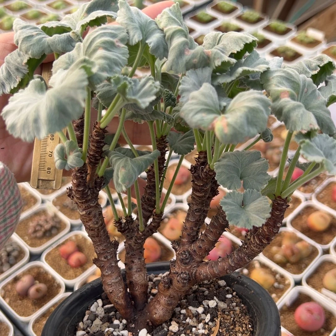 枝干杨奎大母本老桩