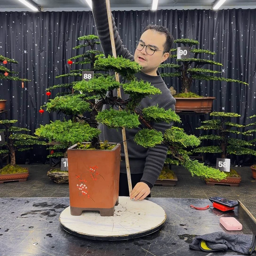 龙爪松高端造型盆景