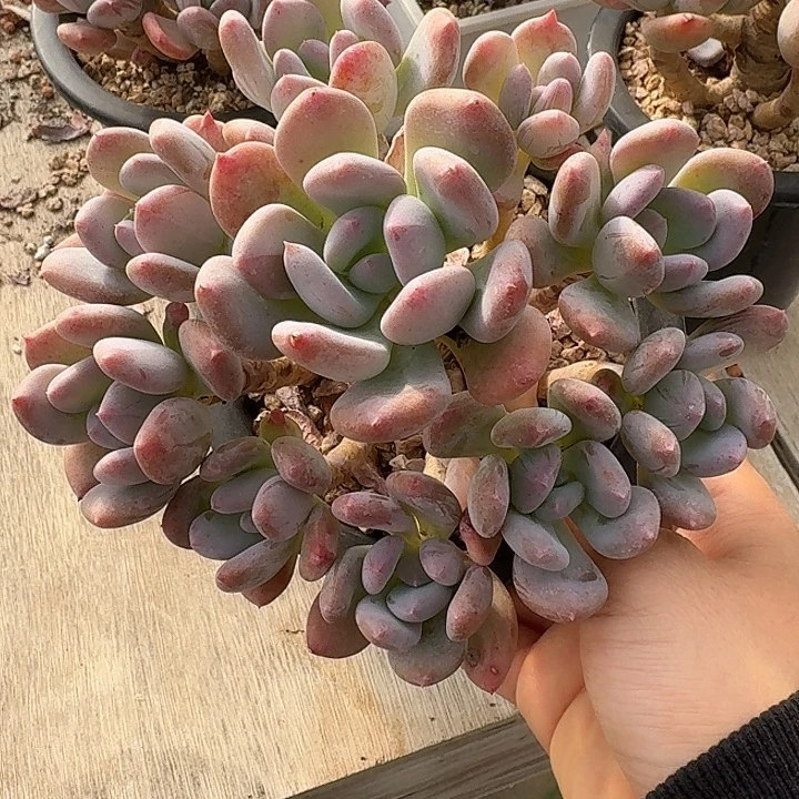 灰姑娘多肉植物的