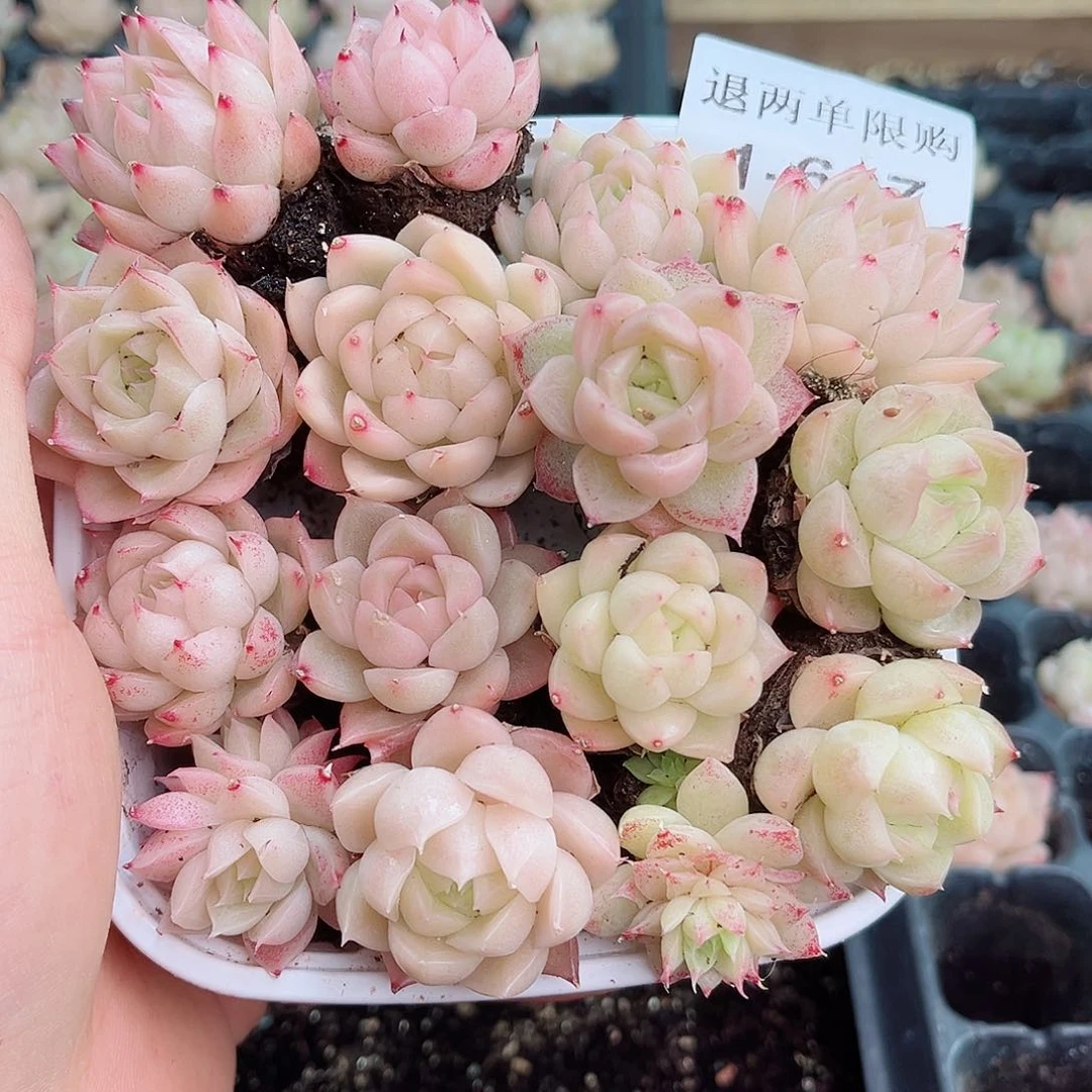 1-607 新疆西藏内蒙不发12.8包邮2-3公分多肉