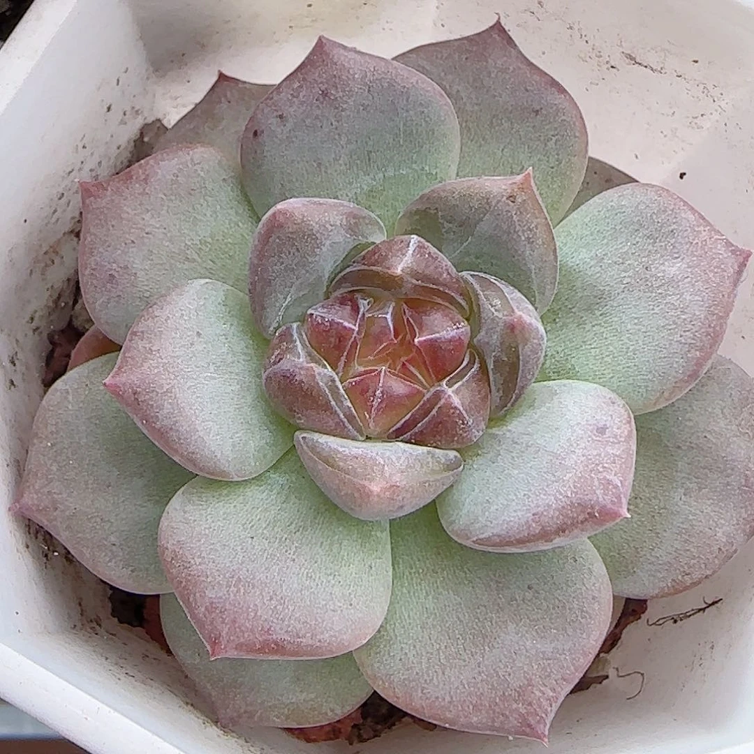 多肉0919--401琥珀天使珍妮