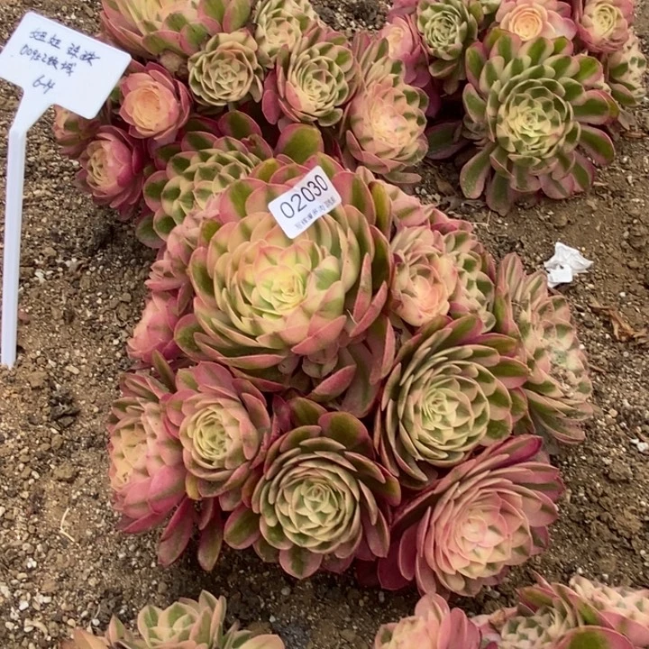02030倾城多肉植物