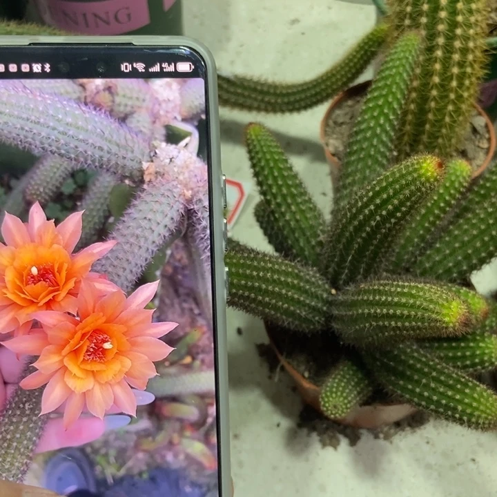 仙人球橙花垂钓金妞一盆