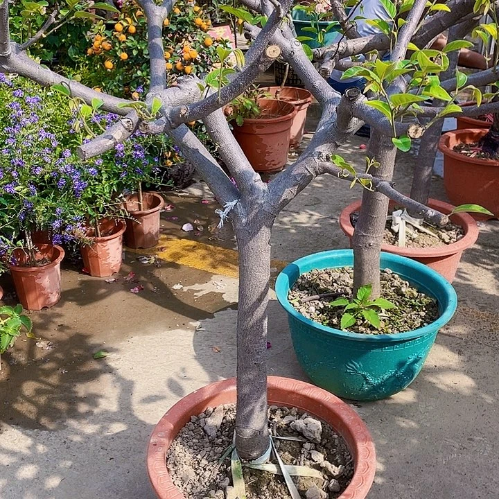 一***@完全开放果树88888