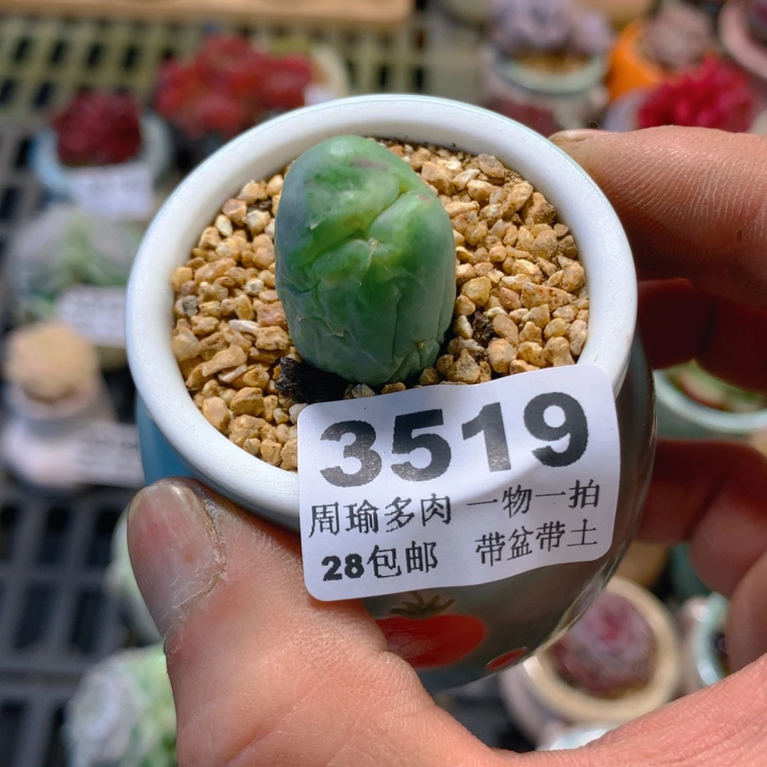 5厘米盆精控多肉3519