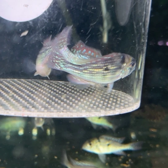 慈鲷鱼竞拍5-6七彩鹅头3只