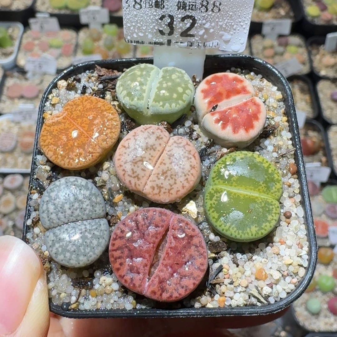 Sss生石花清货了32