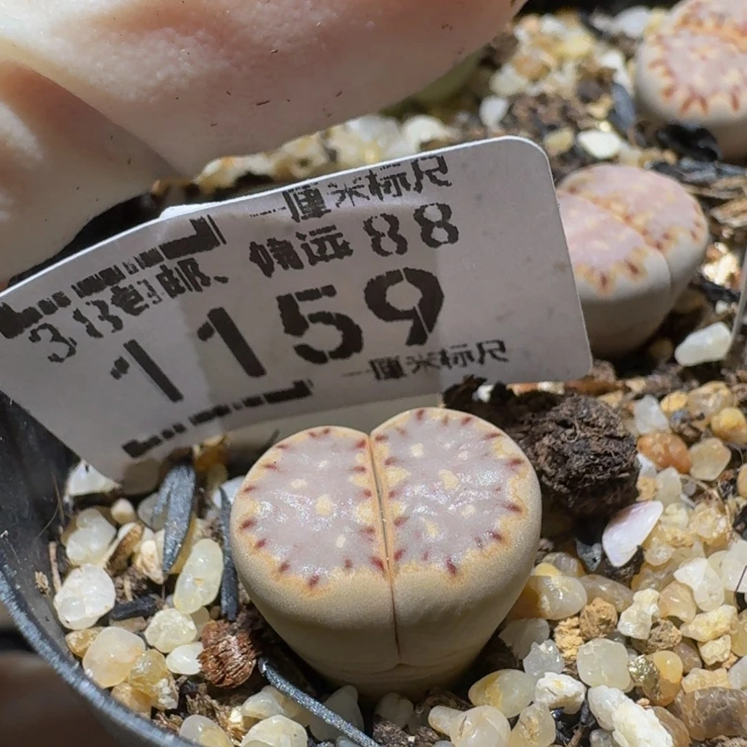 g***fSss生石花肉锥1159高特