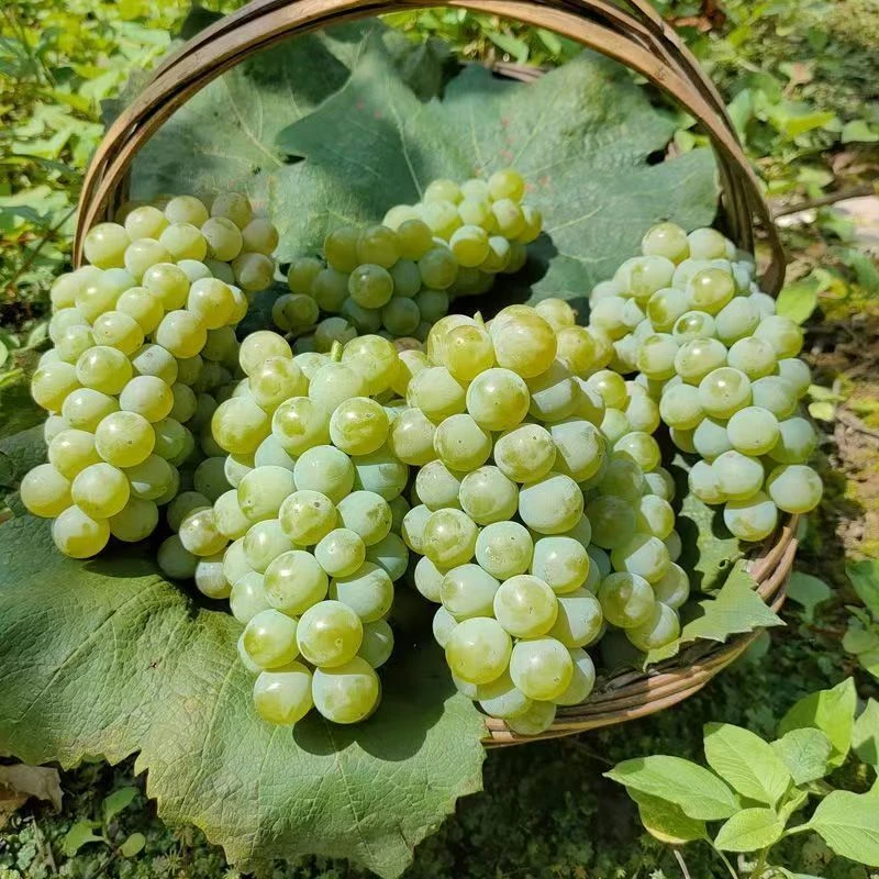 现摘水晶葡萄新鲜贵州香葡萄土葡萄玫瑰香孕妇水果青葡萄农家露天