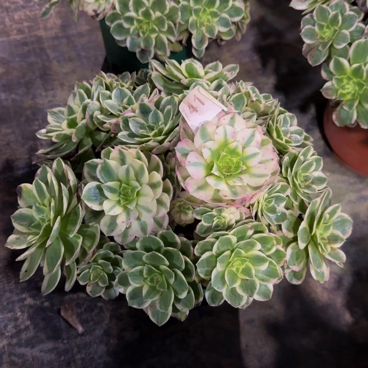 000000000000741新品玉芙蓉