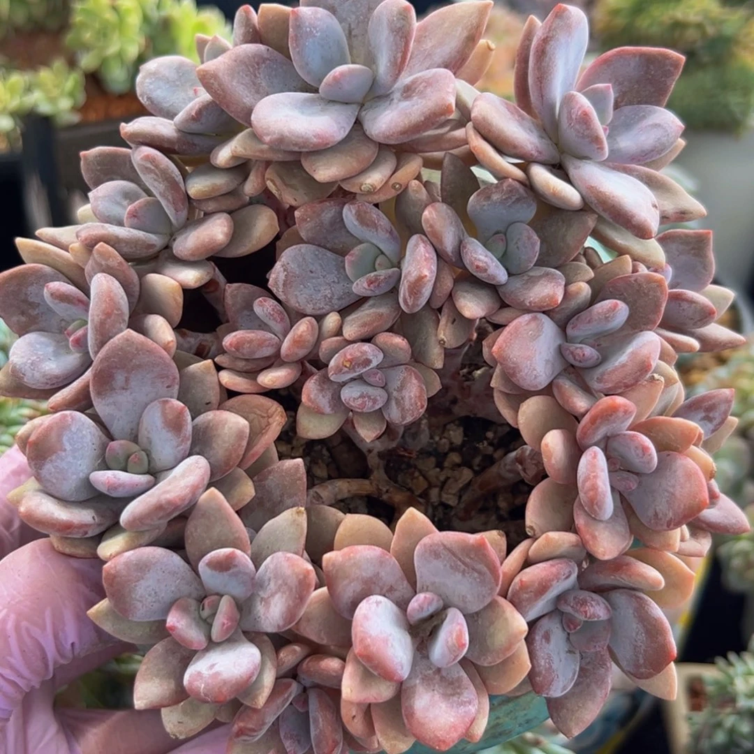 新年快乐 新年快乐