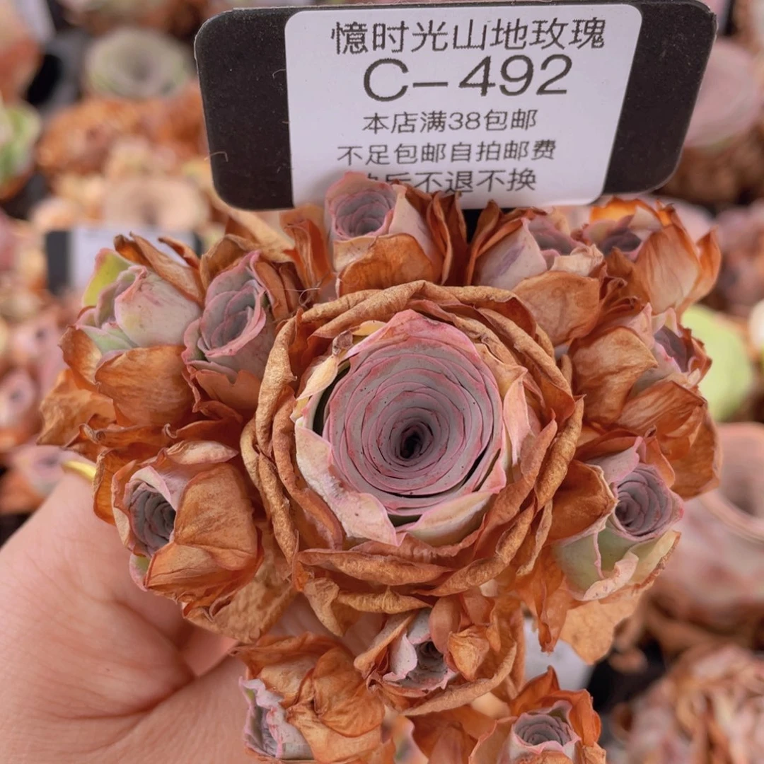 山地玫瑰C492裸根发货断枝不包损不售后